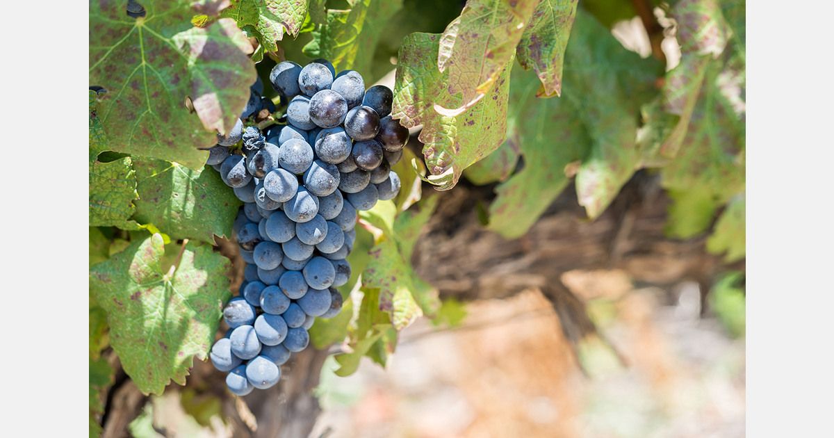 Tajikistan grape exports to Kazakhstan fall 9.7%