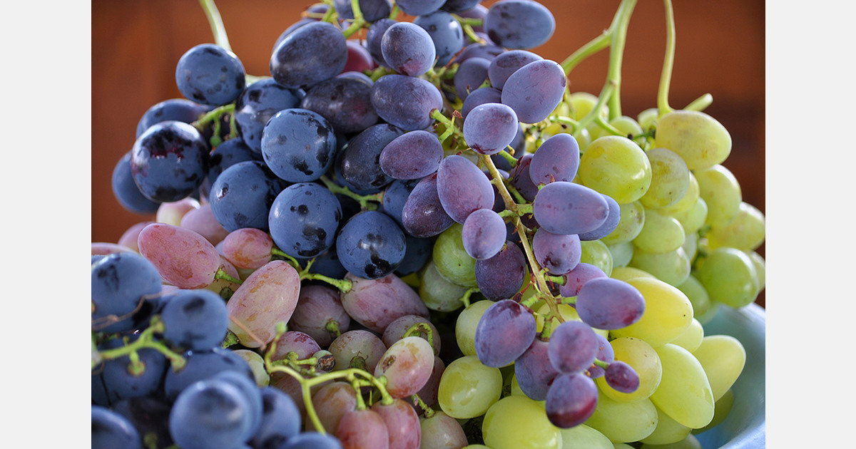 Moldovan table grape growers enter EU retail market via group certification