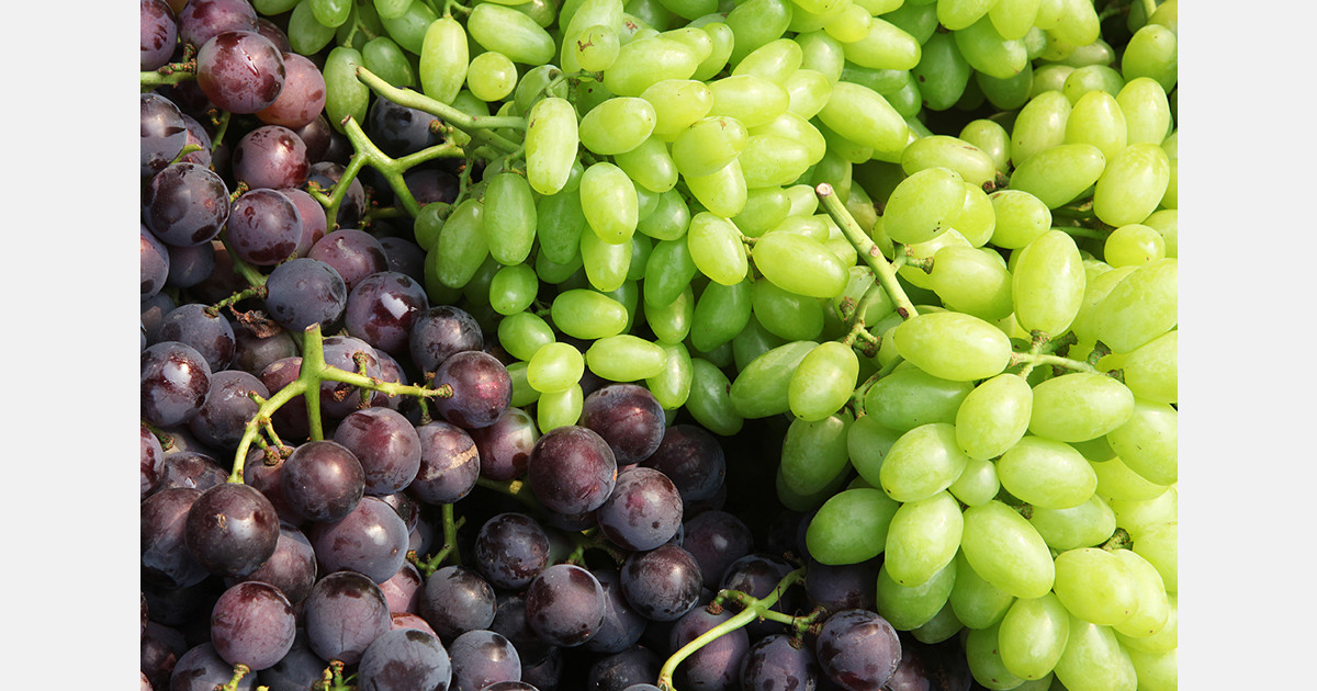 South Africa sends first 2026 table grapes to Russia