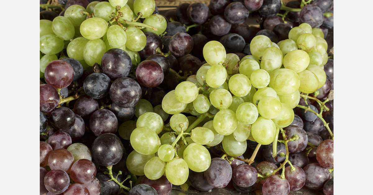 Moldovan grape exports rise as prices fall and storage challenges grow
