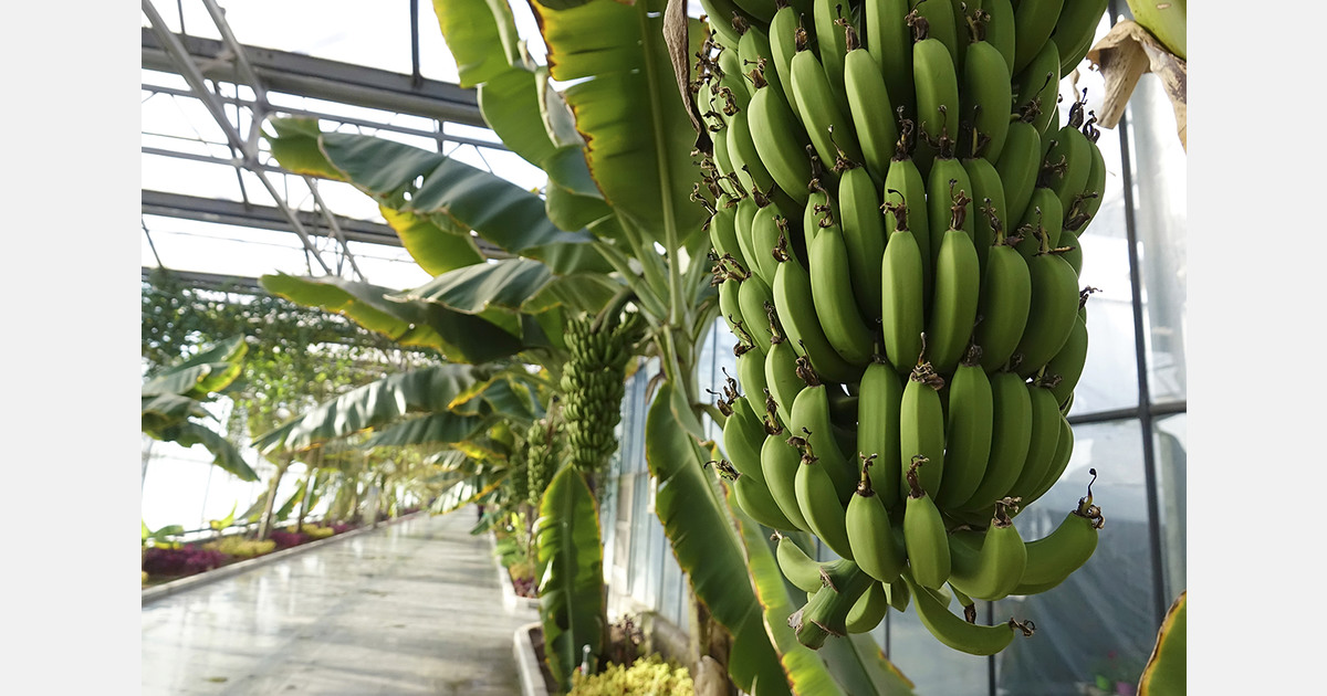 Kazakhstan: Saryagash farmer successfully grows bananas and exotic fruits in greenhouse