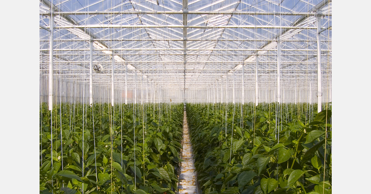 Moroccan greenhouse sector relies on migrant labour