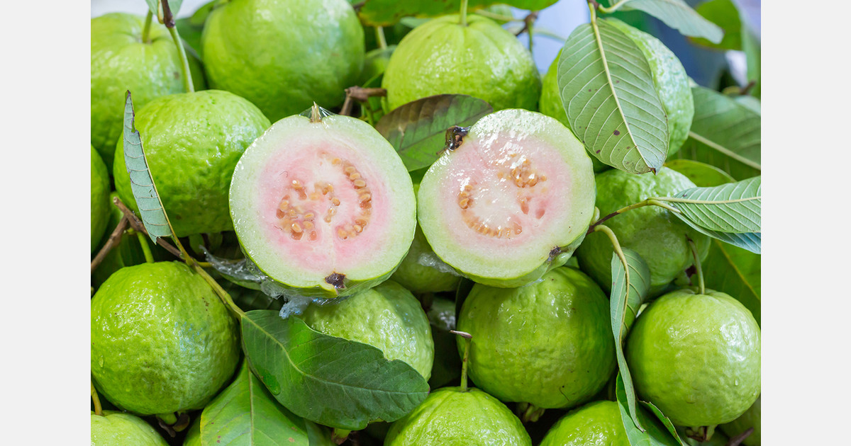 Carlópolis begins direct guava exports to Europe