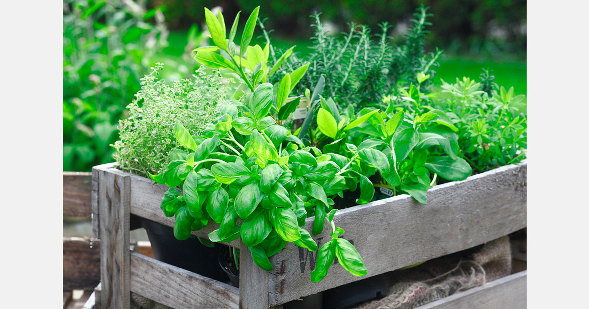 Ireland investigates mislabelled herbs carrying Bord Bia logo