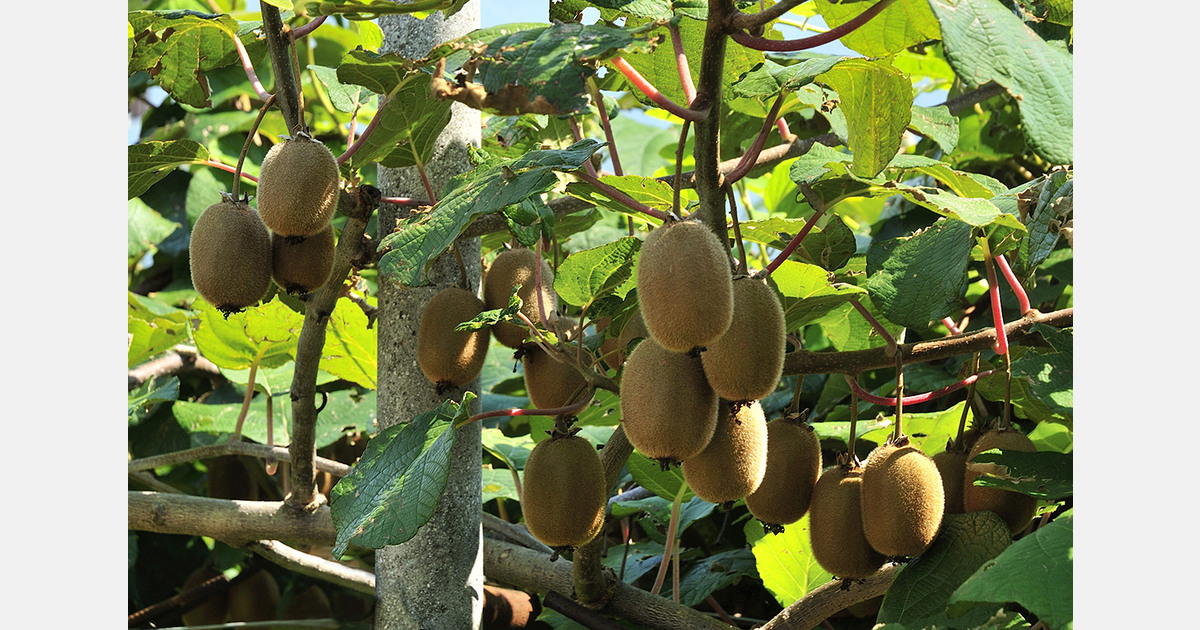 Spanish kiwi cultivation expands with new orchard investment