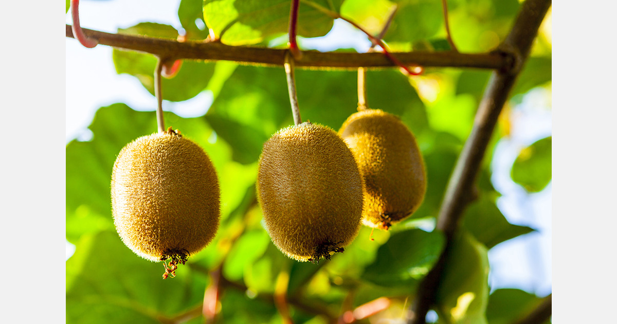 New Zealand fruit exports reach US$3.54 billion in 2025