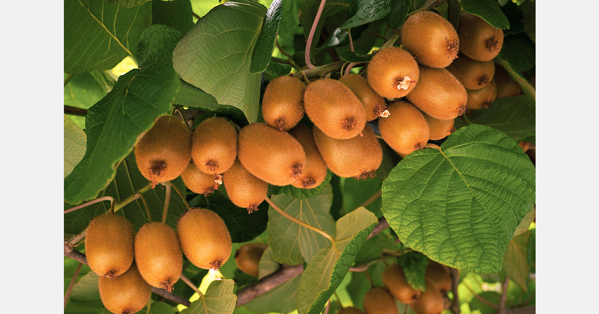 NZ horticulture revenue set to exceed US$9 billion, led by kiwifruit