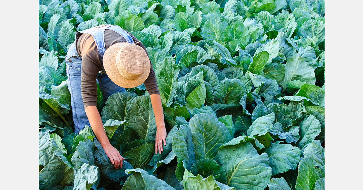 U.S. farmers warn of labour shortages as immigration actions rise