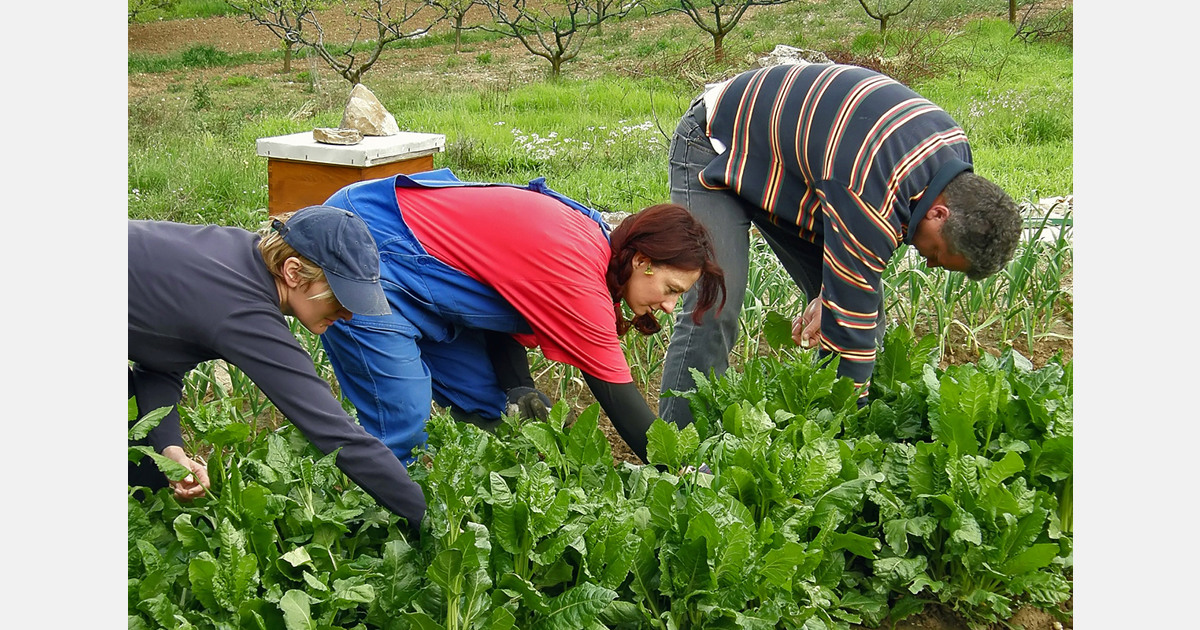 U.S. wage rule change reshapes farm labor and H-2A hiring