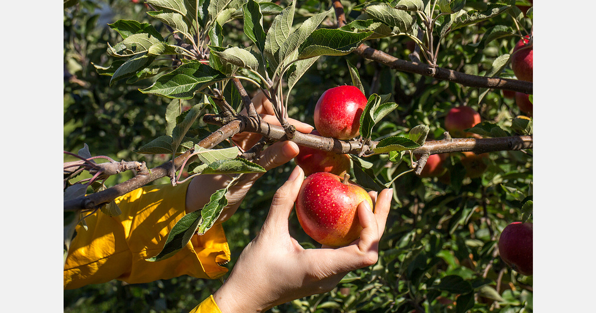 United States apple growers face rising labour costs under H-2A