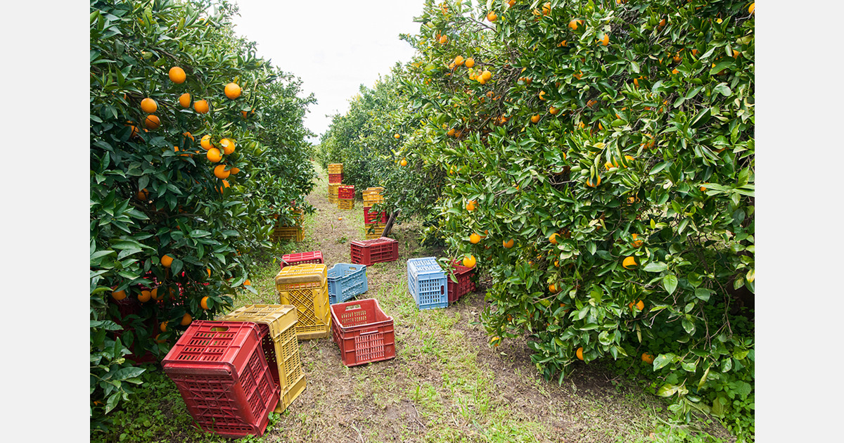 U.S. Thanksgiving highlights farm labor pressures