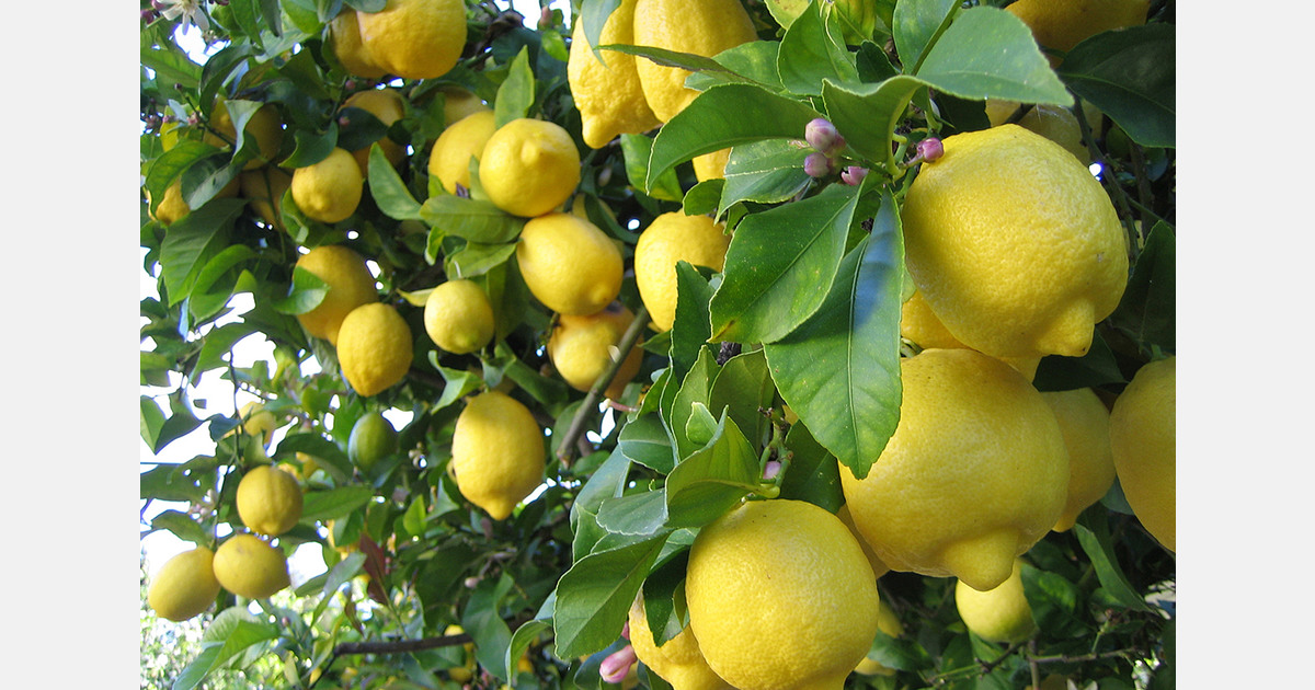 Turkey boosts lemon exports to Russia