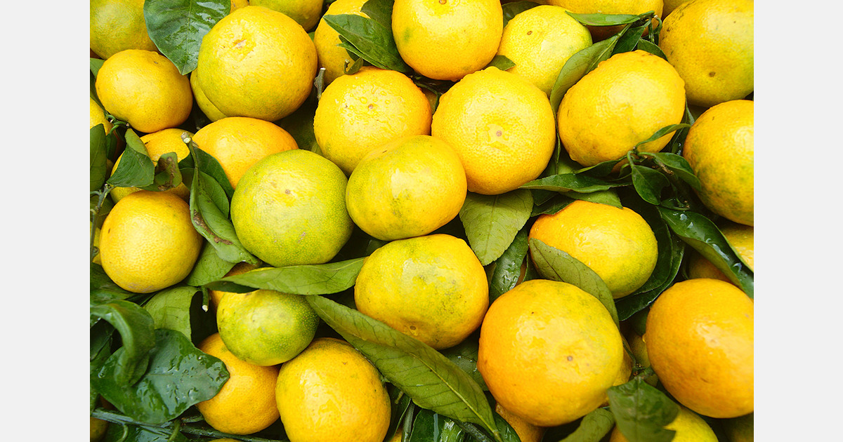 Lemon imports to Uzbekistan fell 2.3 times in 2025