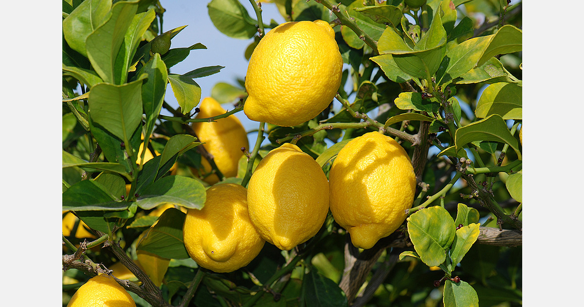 U.S. to turn to AI and robots to support farm production