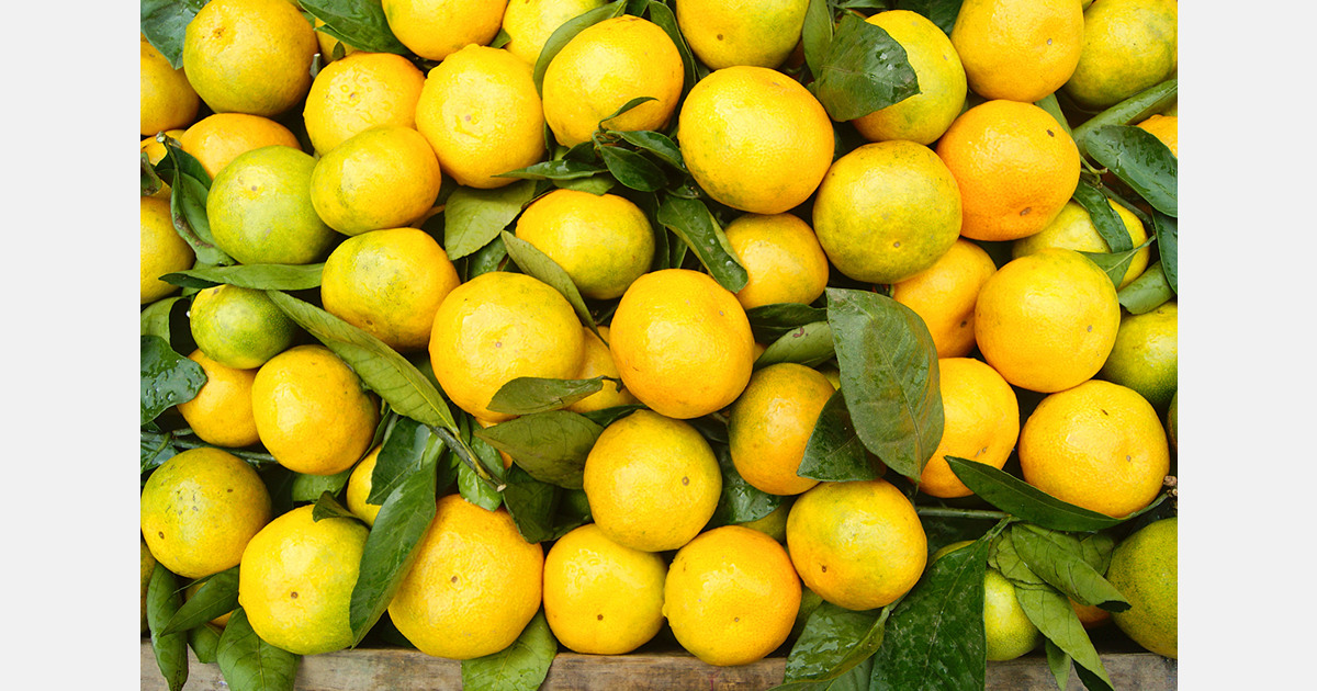 South African fruit exports reach record despite tariffs and port delays