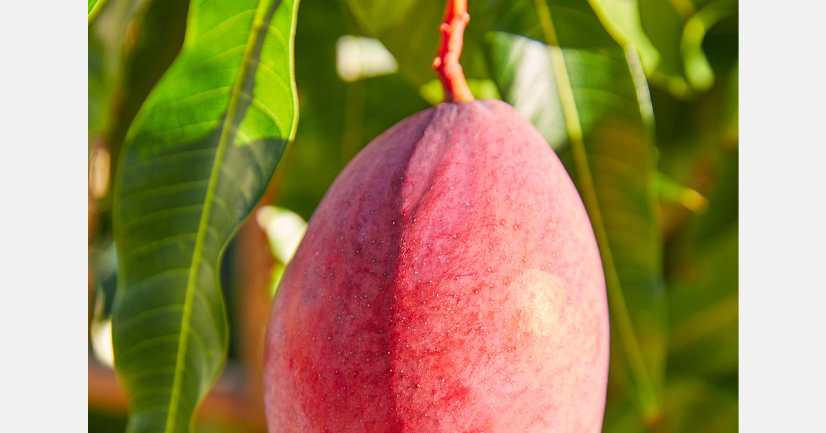 Kenya send first consignment of apple mangoes to UK