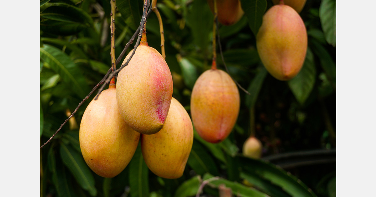 Early harvest threatens Peruvian mango quality