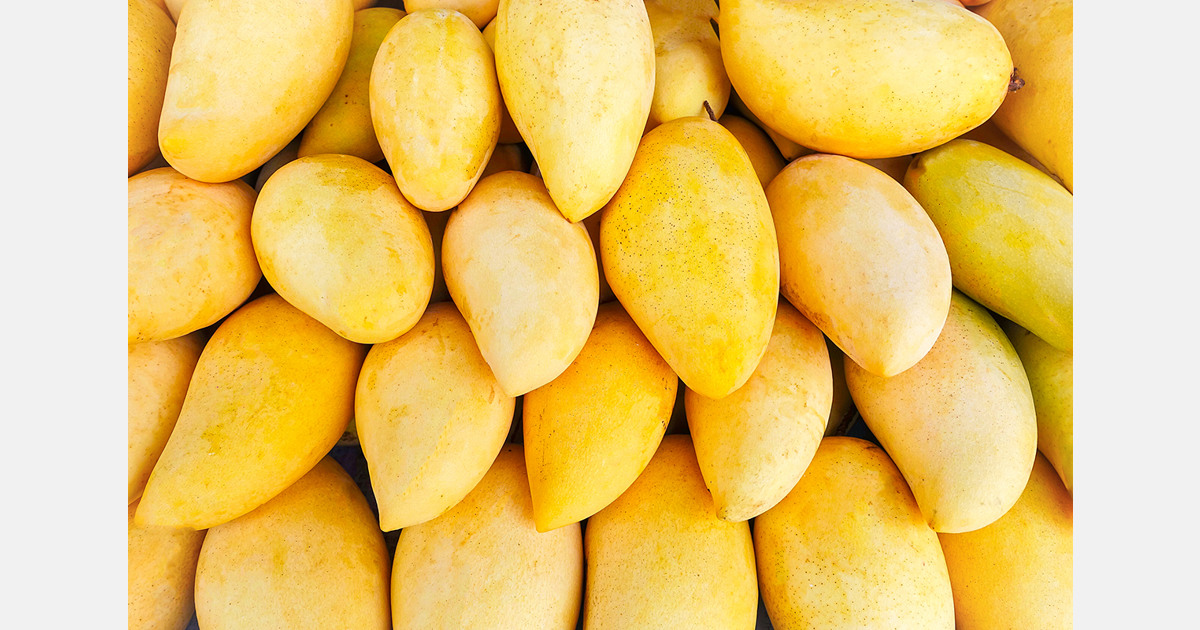 Tamil Nadu's mango exports were excellent in 2022-23