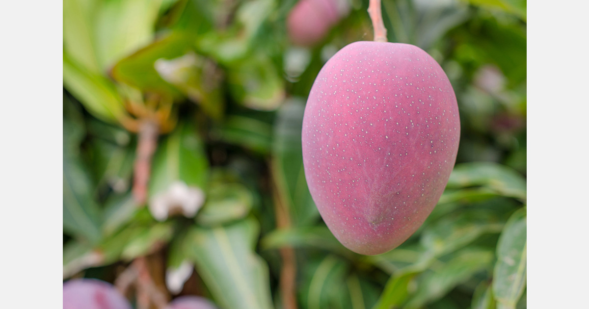 Colombian farmers grew the world's largest mango