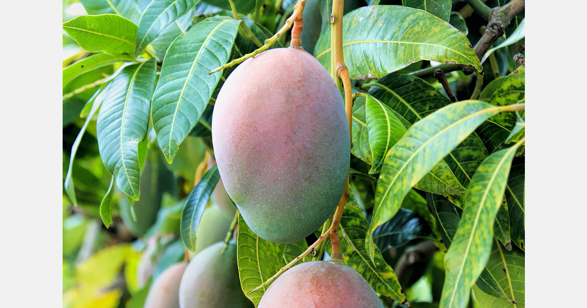 Ливни в Бразилии замедлили сбор манго в полузасушливых садах