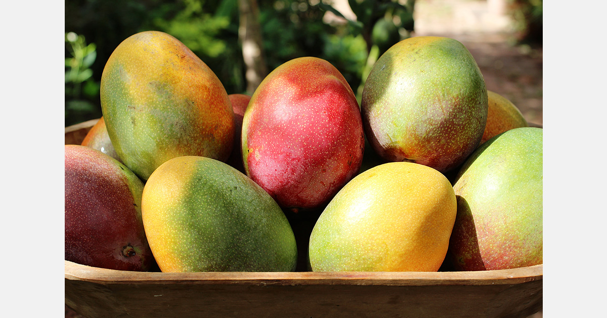 India's Jaigad port opens export route for mango and cashew