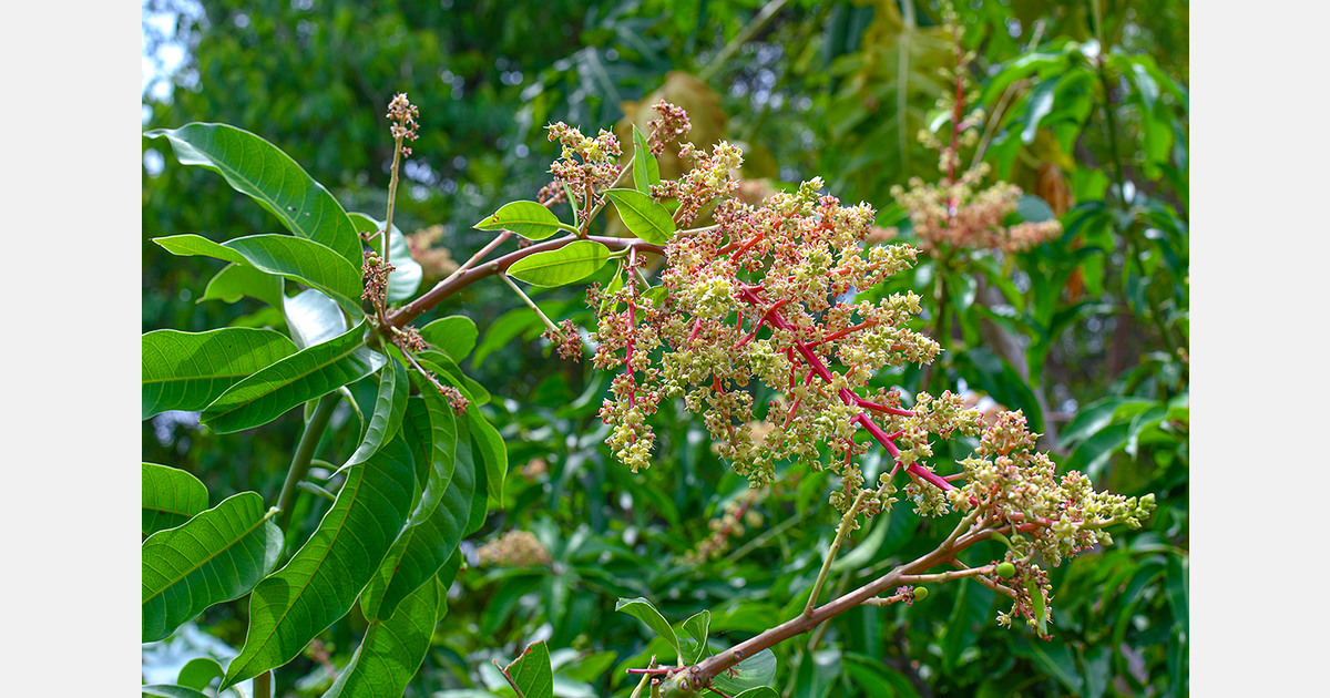 Площади манговых садов сокращаются в ключевых регионах Бангладеш