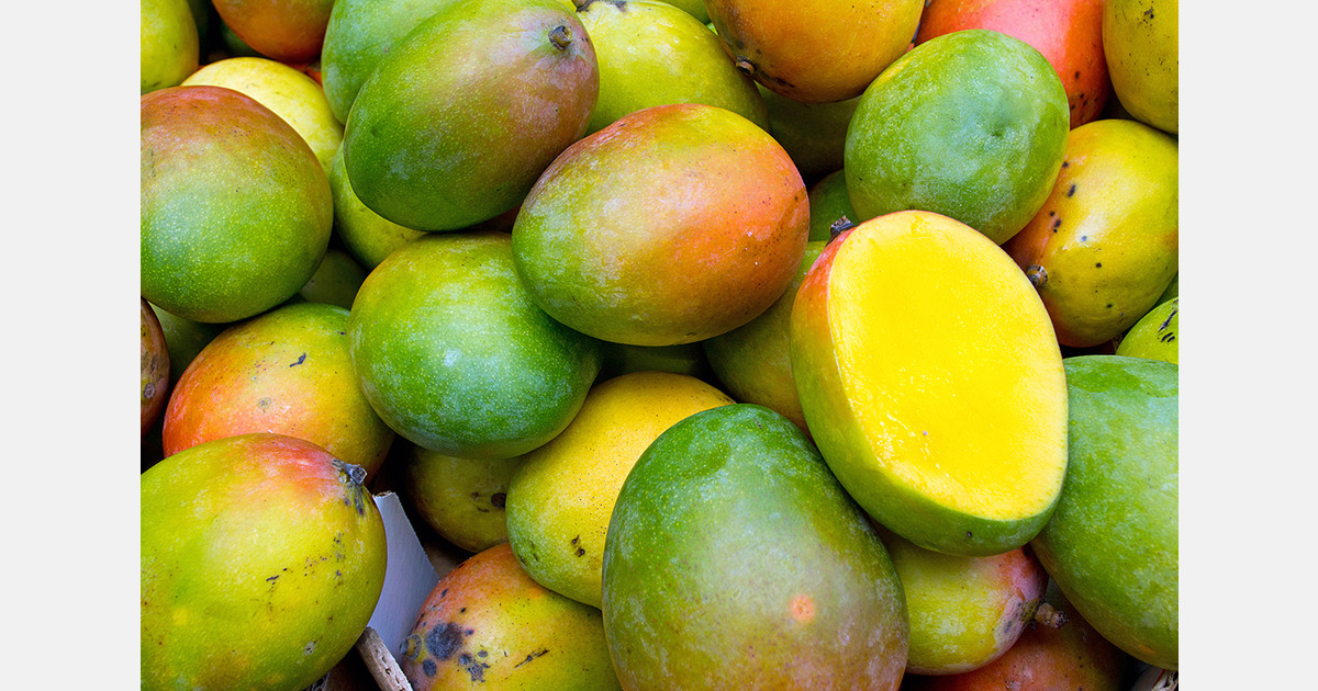 Violence and price pressure are increasing the instability of Peruvian mango production