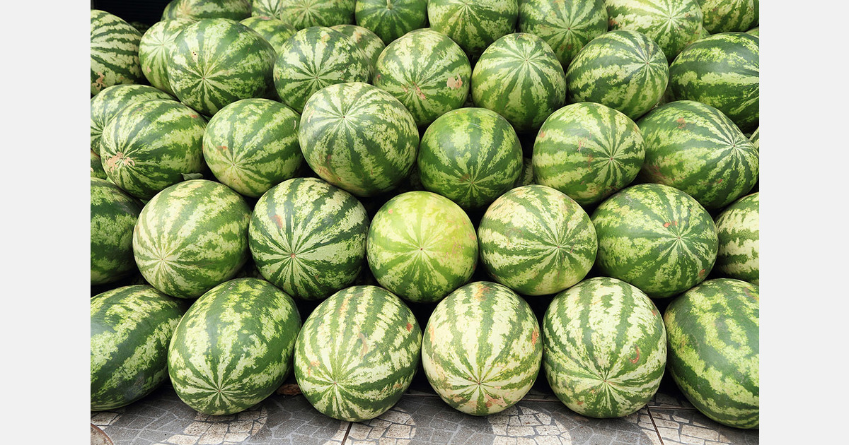High Moroccan fees weigh on Mauritanian watermelon exports