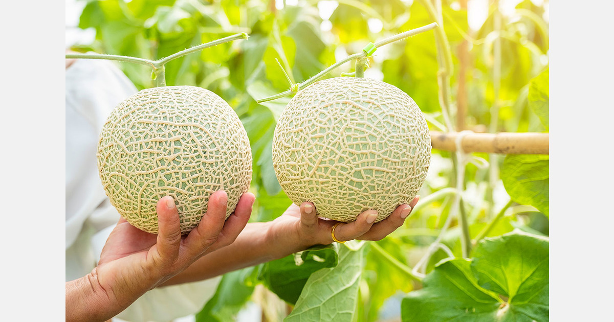 Japan creates muskmelon variety with controlled ripening for export