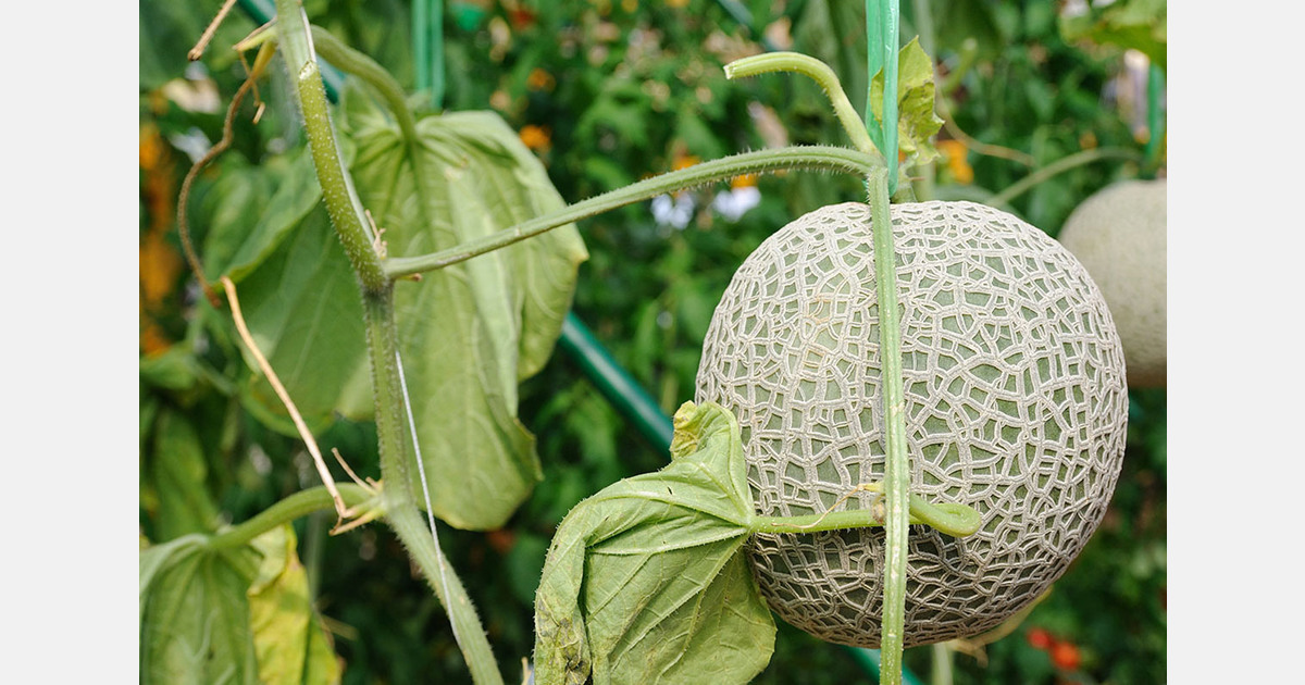 Australian Sunraysia growers report damage after heavy rainfall