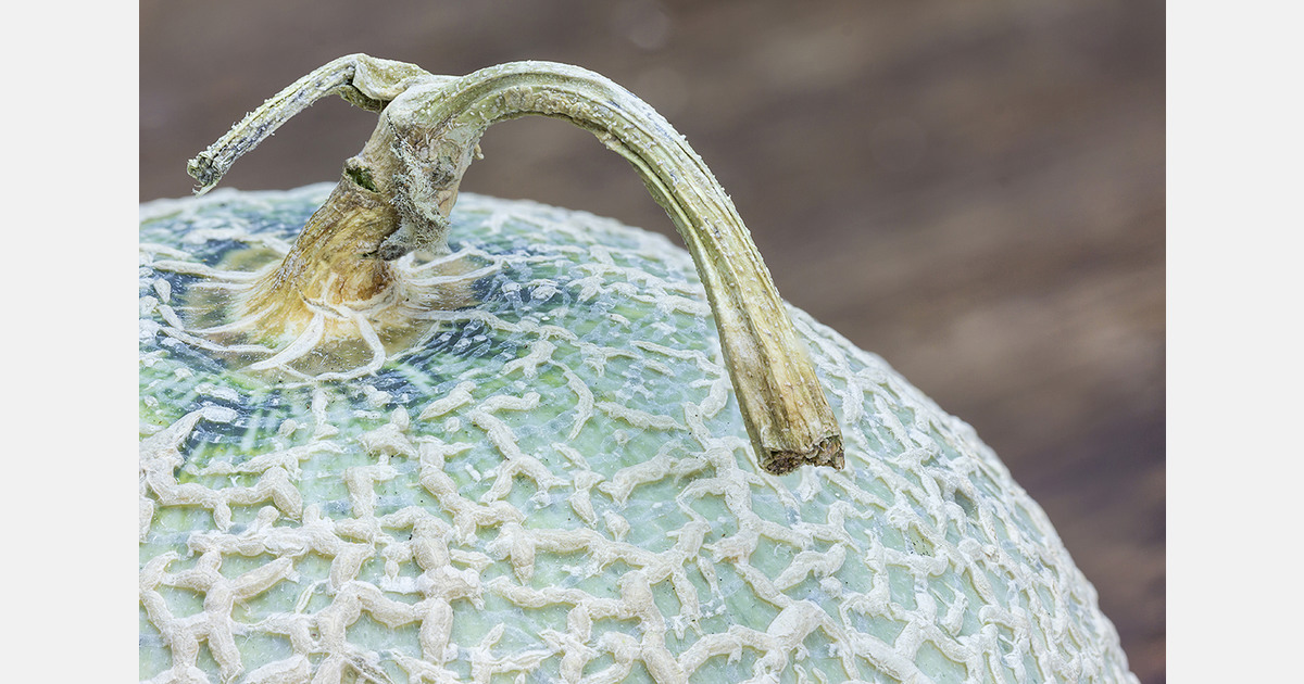 Honduras ships its first seven containers of melon to China