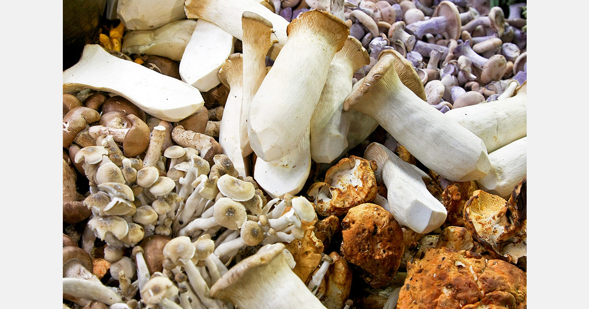 Chinese mushroom imports to Russia via Zabaykalsk border point increase sharply in 2025