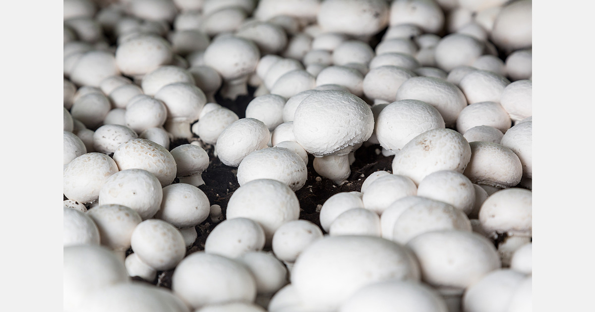 U.S. launches antidumping probe into Canadian mushroom imports