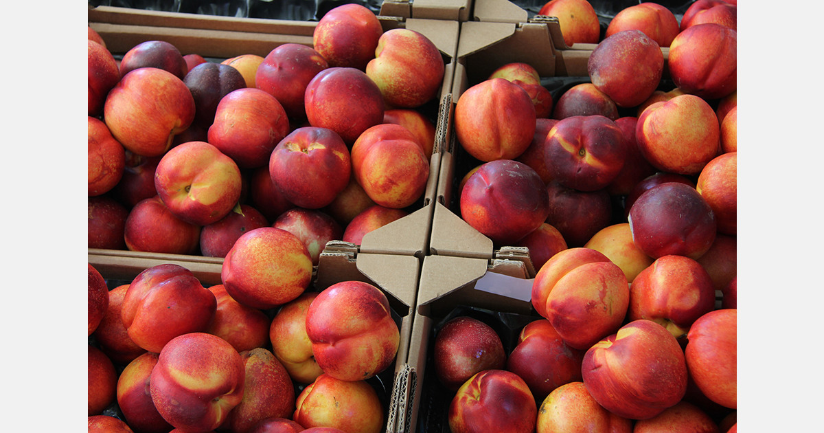 Croatia police uncover cocaine smuggling hidden in fruit transport