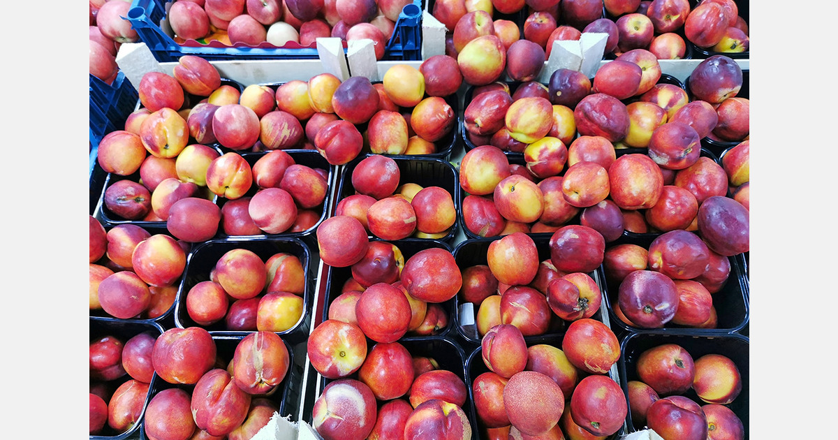 Aragon leads Spain's stone fruit production with 360,000 tons