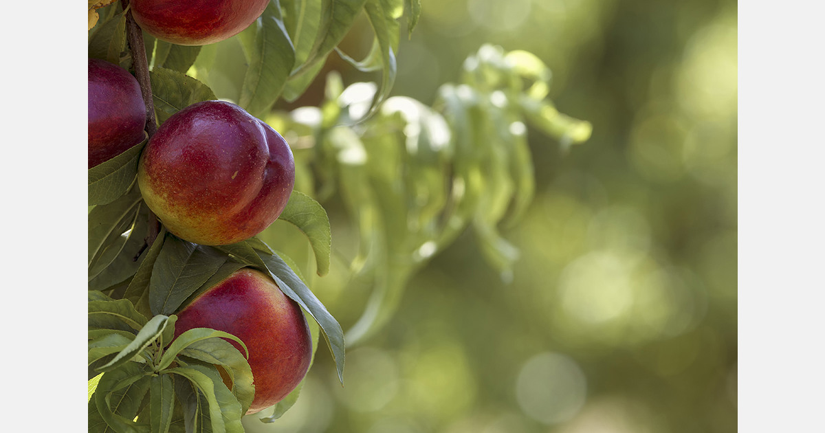 Spain farmer arrested over 5,000 patented nectarine trees