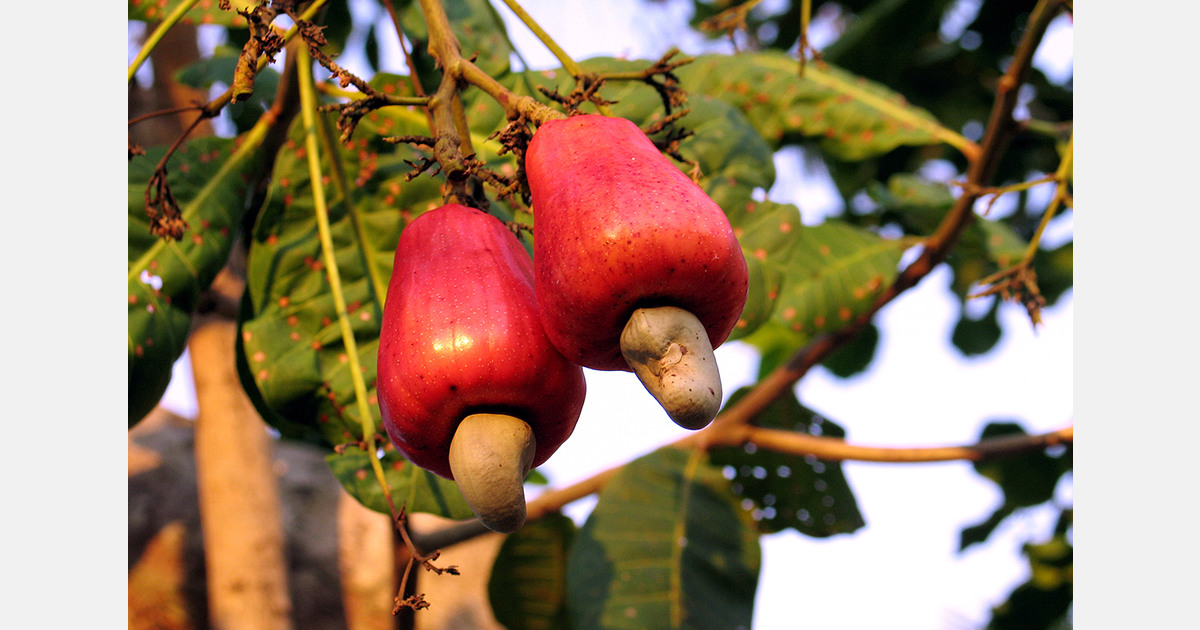 Ghana aims for US$660 million in annual cashew revenue