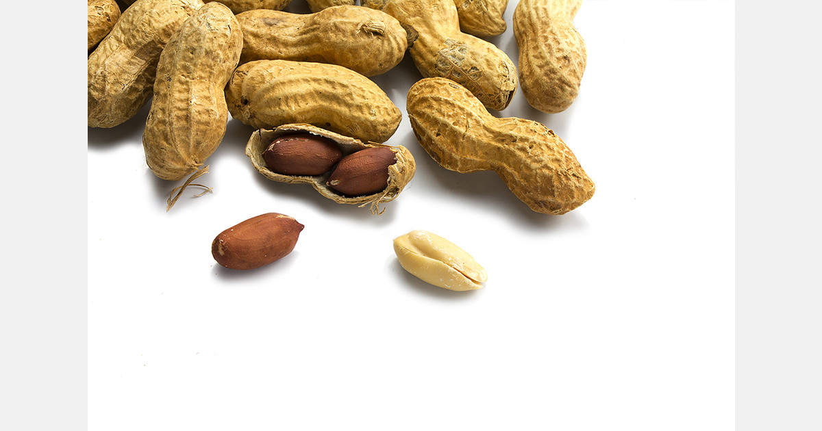 Ukraine tests industrial peanut cultivation in Kharkiv and Chernihiv regions
