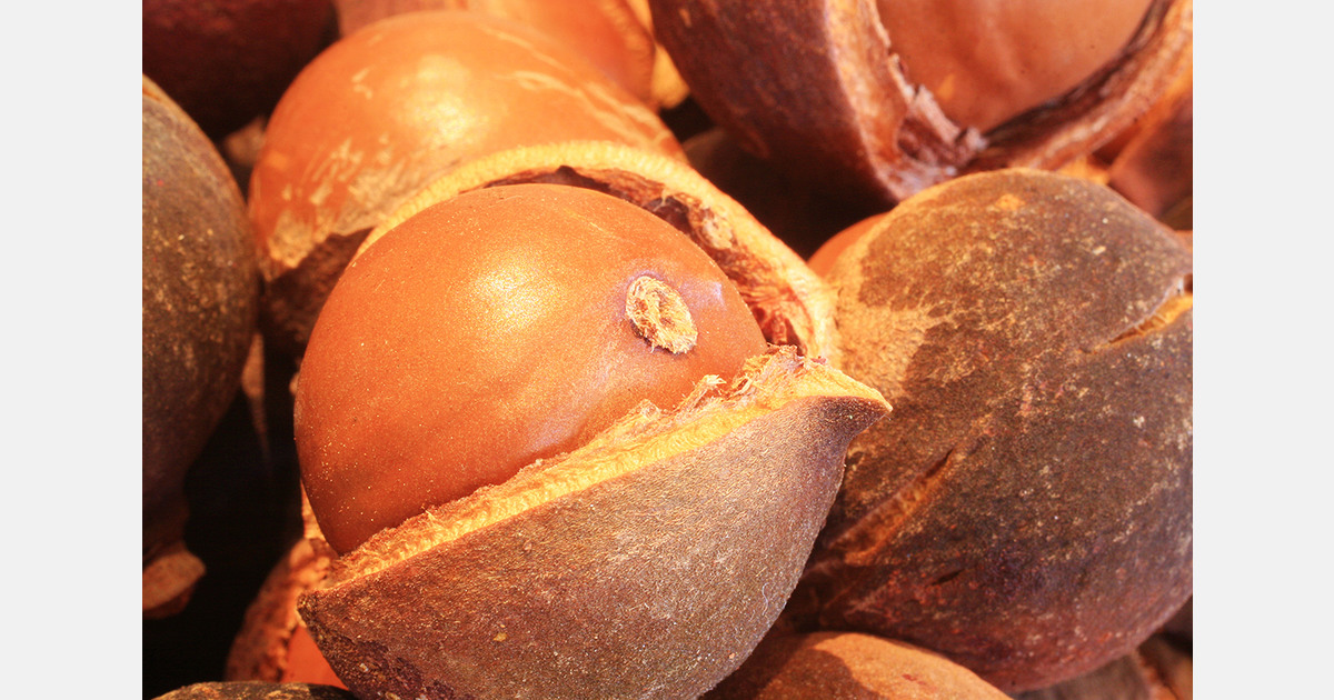 Kenya adjusts macadamia policy as pest pressure rises