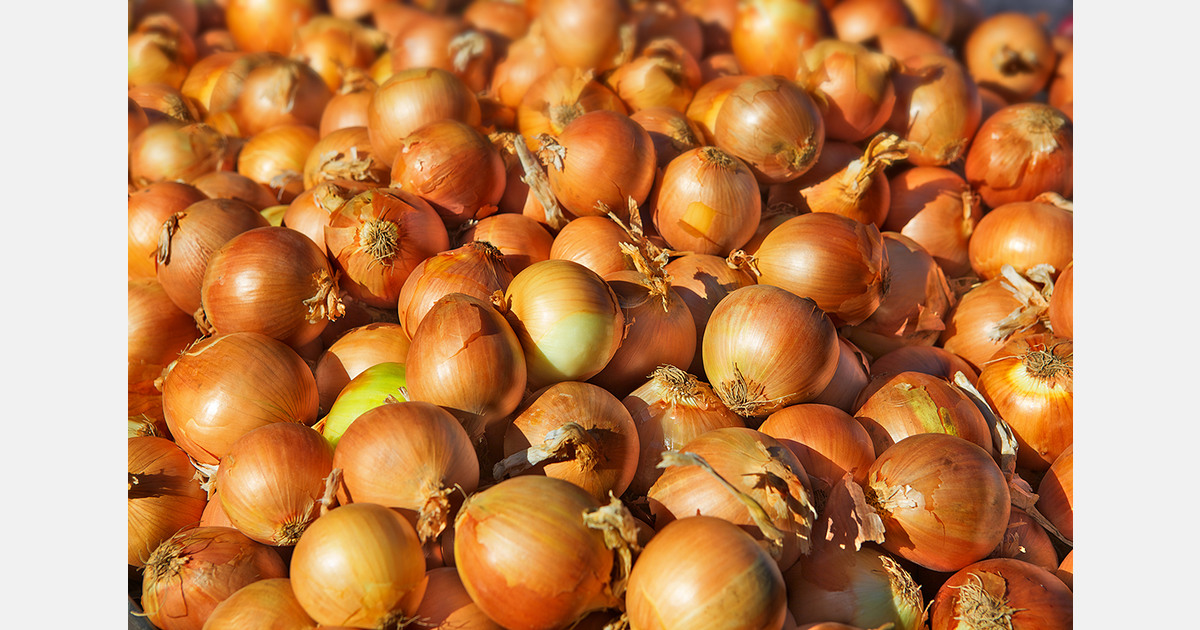 Winter onions in Ukraine show profitability and export potential