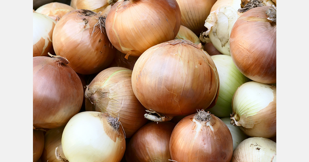 Indian onion prices down 25% at Lasalgaon market