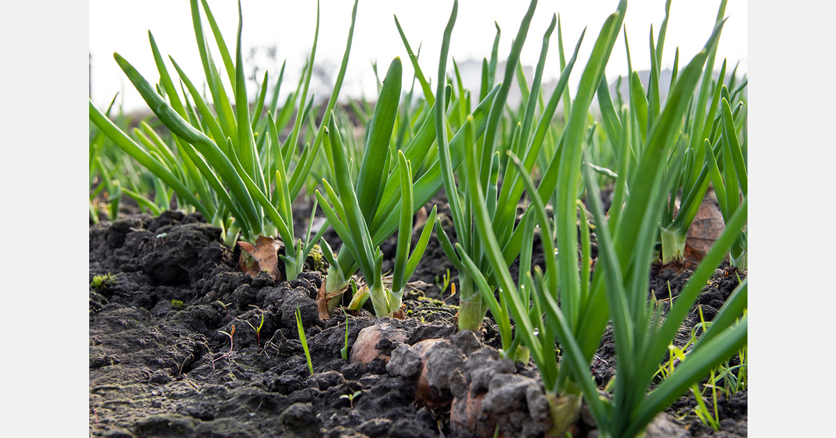 Côte d'Ivoire expands potato and onion production with Dutch investment and expertise