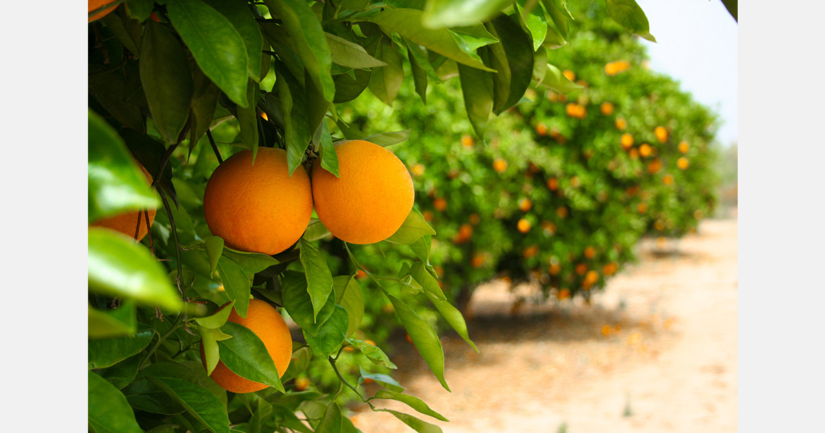 Nepali farmers shift from grains to commercial orange production