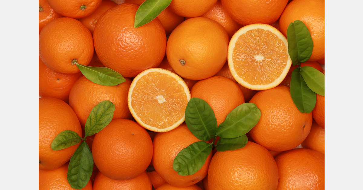 Pakistan’s kinno exports continue to fall short due to regional tensions