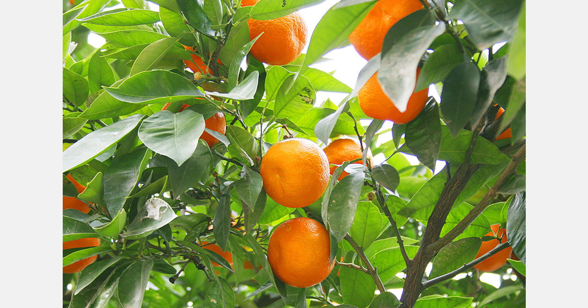 South Africa seeks alternative export markets as competition rises