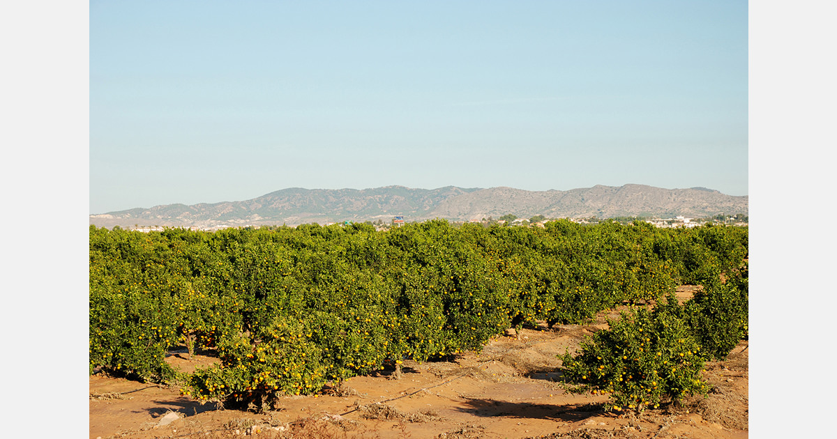 Israel faces export pressure as European fruit orders decline