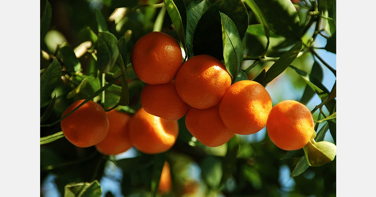 Japan’s citrus sector faces continuing structural decline