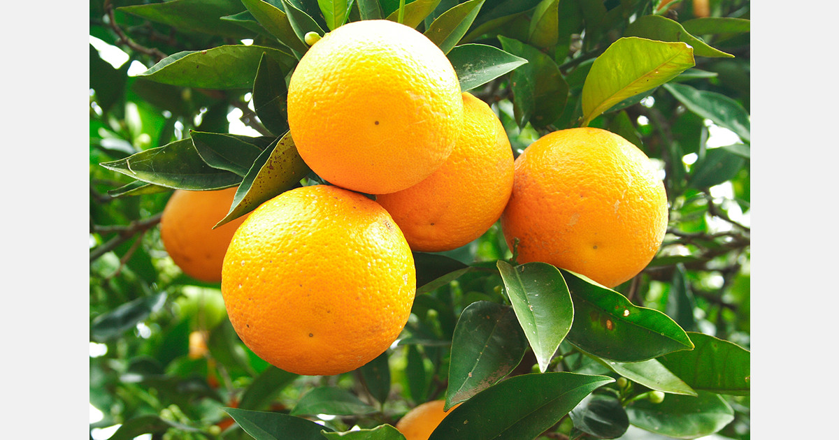 Florida’s citrus industry is showing signs of a strong revival