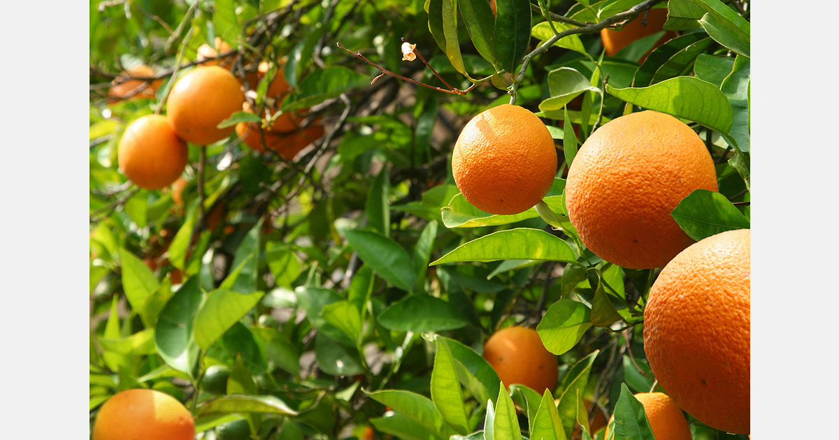 South Africa targets wider citrus access in Asia
