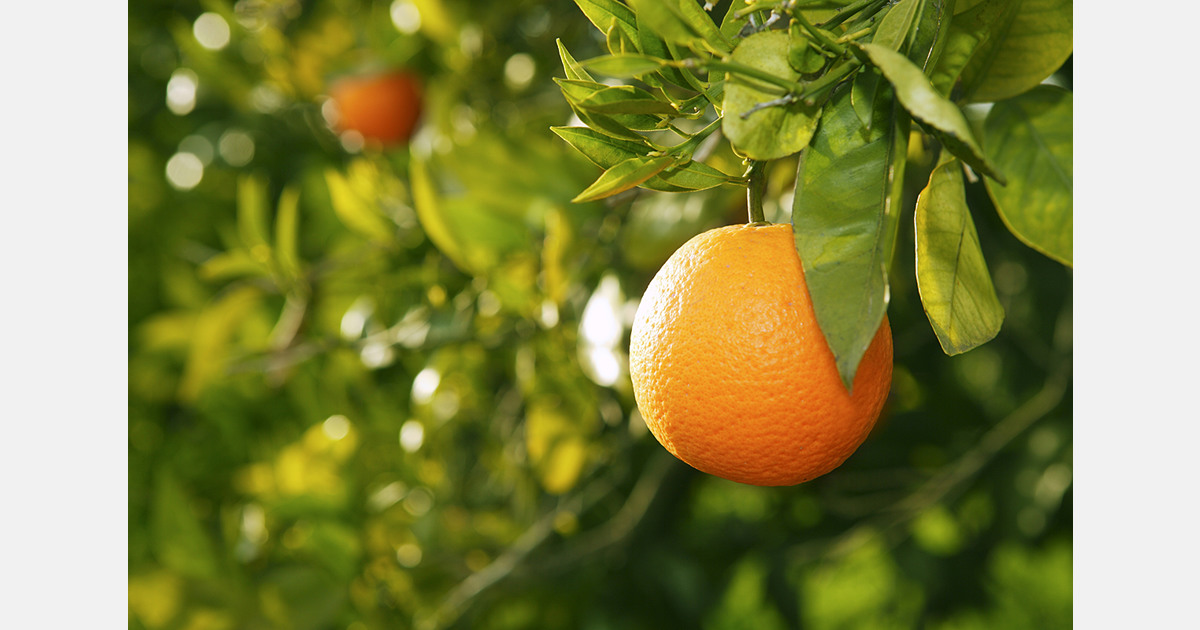 Algarve citrus growers face 25 to 40% losses after adverse weather